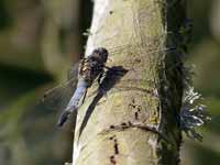 Orthétrum réticulé (Orthetrum cancellatum)