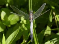 Orthétrum réticulé (Orthetrum cancellatum)