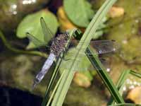 Orthétrum réticulé (Orthetrum cancellatum)