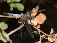 Orthétrum réticulé (Orthetrum cancellatum)