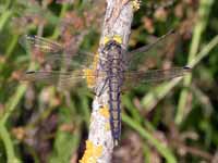 Orthétrum réticulé (Orthetrum cancellatum)