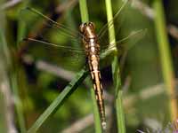 Orthétrum à stylets blancs (Orthetrum albistylum)