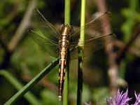 Orthétrum à stylets blancs (Orthetrum albistylum)