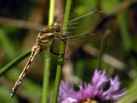 Orthétrum à stylets blancs (Orthetrum albistylum)