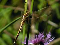 Orthétrum à stylets blancs (Orthetrum albistylum)