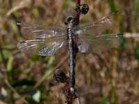 Orthétrum à stylets blancs (Orthetrum albistylum)