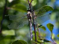 Orthétrum à stylets blancs (Orthetrum albistylum)