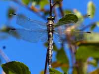 Orthétrum à stylets blancs (Orthetrum albistylum)