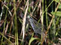 Orthétrum à stylets blancs (Orthetrum albistylum)