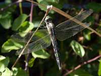 Orthétrum à stylets blancs (Orthetrum albistylum)