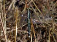 Orthétrum à stylets blancs (Orthetrum albistylum)