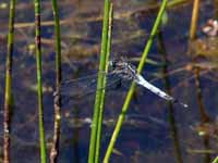 Orthétrum à stylets blancs (Orthetrum albistylum)