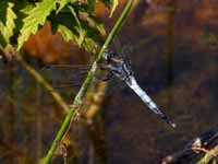 Orthétrum à stylets blancs (Orthetrum albistylum)