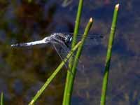 Orthétrum à stylets blancs (Orthetrum albistylum)