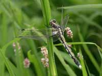 Orthétrum à stylets blancs (Orthetrum albistylum)