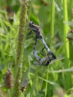 Orthétrum à stylets blancs (Orthetrum albistylum)