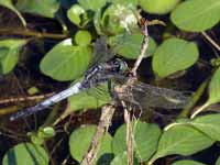 Orthétrum à stylets blancs (Orthetrum albistylum)