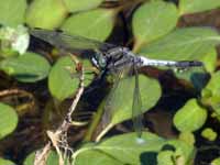 Orthétrum à stylets blancs (Orthetrum albistylum)