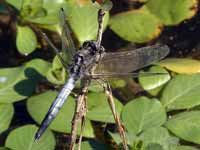 Orthétrum à stylets blancs (Orthetrum albistylum)