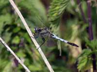 Orthétrum à stylets blancs (Orthetrum albistylum)