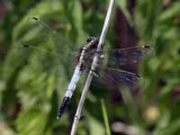 Orthétrum à stylets blancs (Orthetrum albistylum)