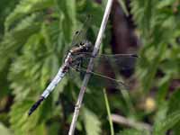 Orthétrum à stylets blancs (Orthetrum albistylum)