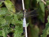 Orthétrum à stylets blancs (Orthetrum albistylum)