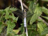 Orthétrum à stylets blancs (Orthetrum albistylum)