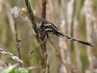 Orthétrum à stylets blancs (Orthetrum albistylum)