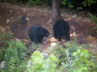 Ours noir Ursus americanus