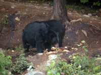 Ours noir Ursus americanus