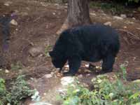 Ours noir Ursus americanus