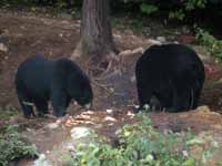 Ours noir Ursus americanus