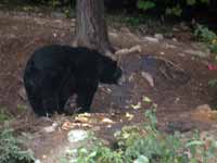 Ours noir Ursus americanus