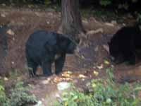 Ours noir Ursus americanus