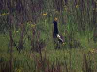 Outarde du Bengale Houbaropsis bengalensis