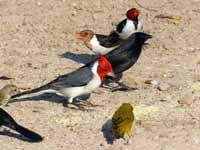 Paroare huppé Paroaria coronata