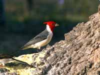 Paroare huppé Paroaria coronata