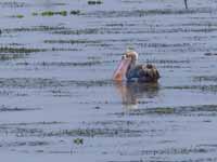 Pélican à bec tacheté Pelecanus philippensis