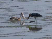 Pélican à bec tacheté Pelecanus philippensis