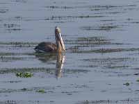 Pélican à bec tacheté Pelecanus philippensis