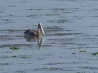 Pélican à bec tacheté Pelecanus philippensis