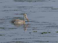 Pélican à bec tacheté Pelecanus philippensis