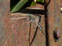 Pennipatte blanchâtre Platycnemis latipes