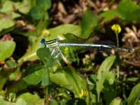 Pennipatte blanchâtre Platycnemis latipes