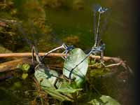 Pennipatte blanchâtre Platycnemis latipes