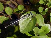 Pennipatte blanchâtre Platycnemis latipes