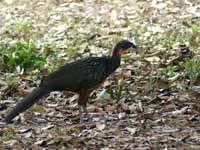 Pénélope à ventre roux Penelope ochrogaster