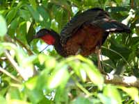 Pénélope à ventre roux Penelope ochrogaster