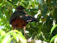 Pénélope à ventre roux Penelope ochrogaster